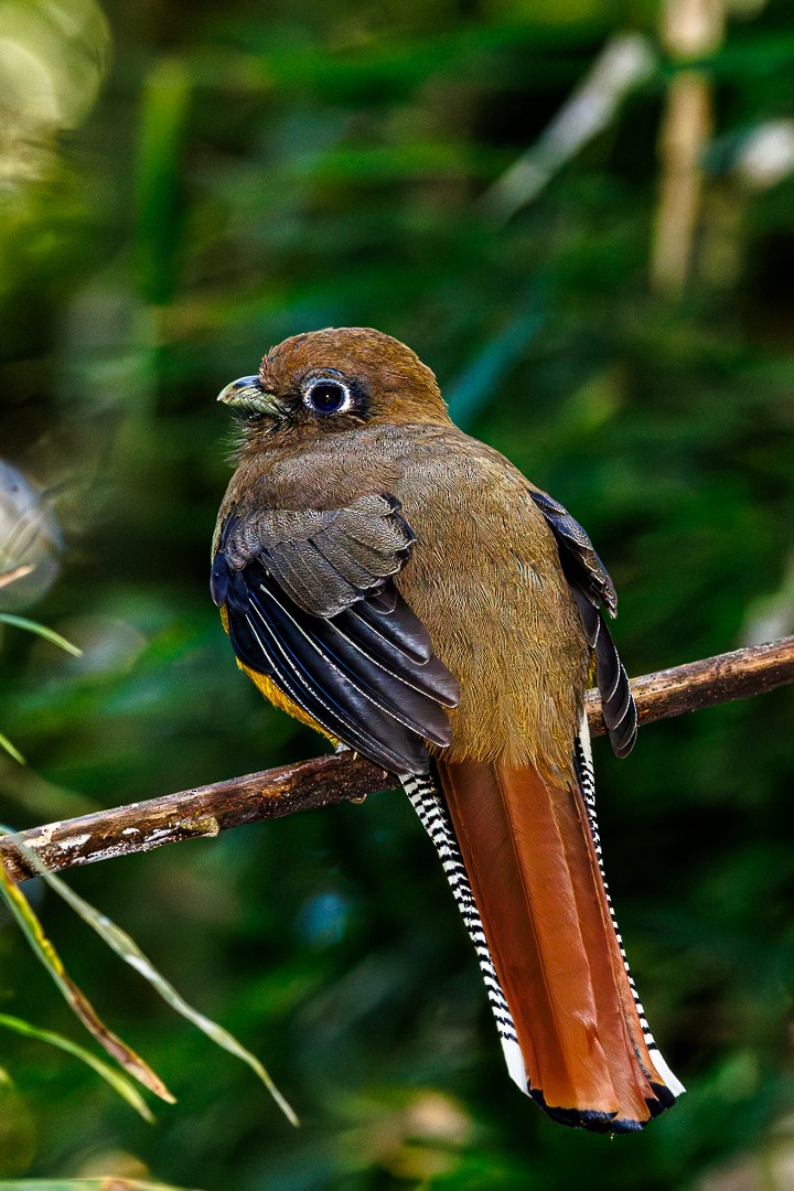 Atlantic Black-throated Trogon - ML647550260