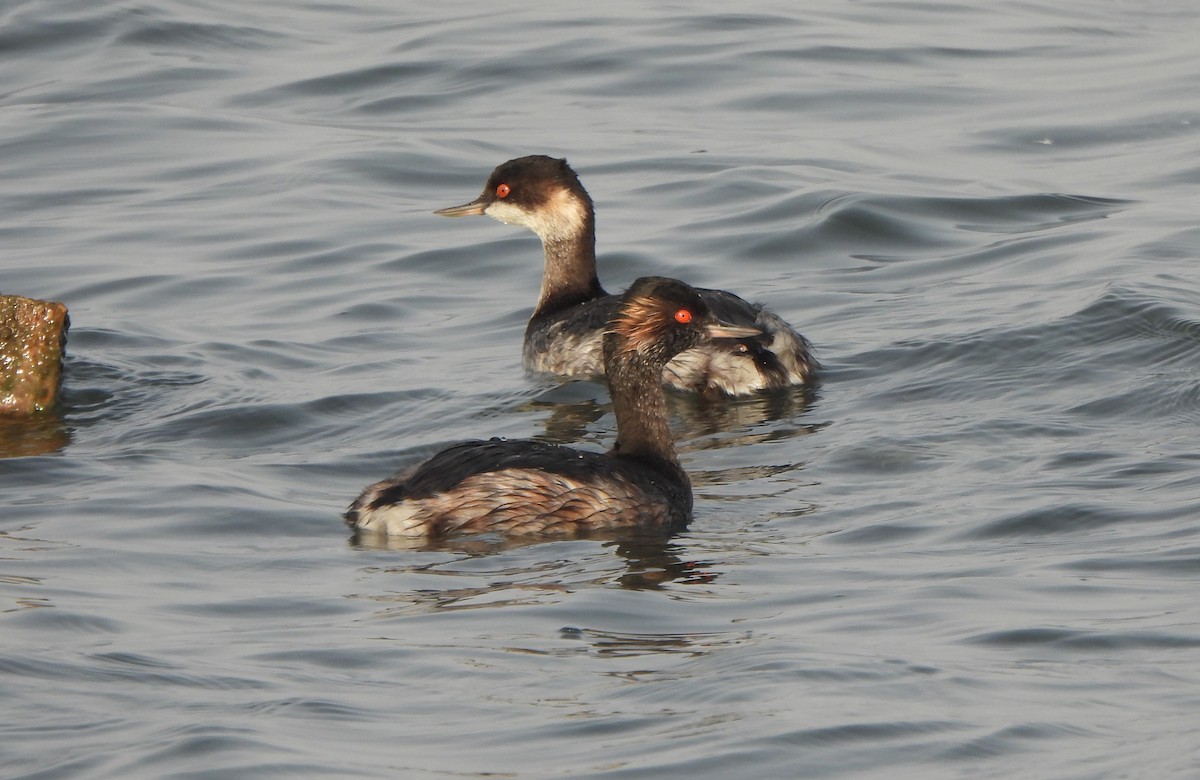 potápka černokrká - ML647550266