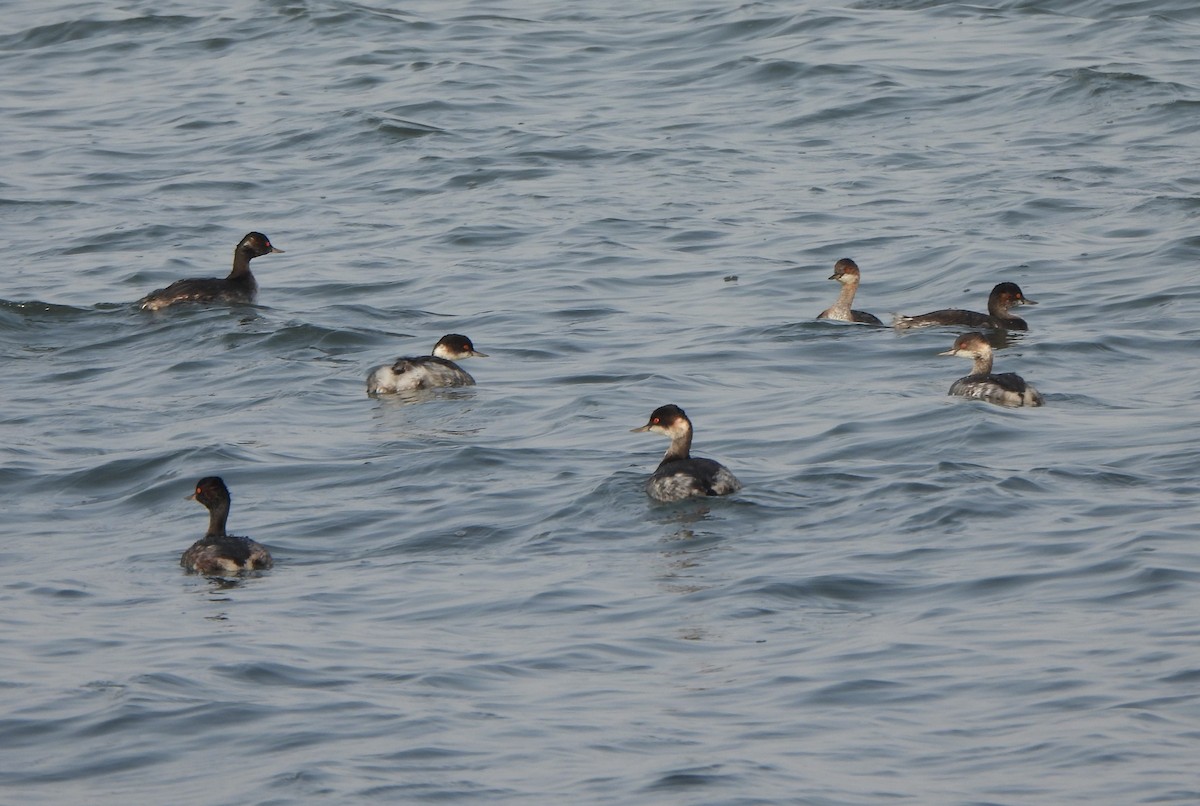 potápka černokrká - ML647550267