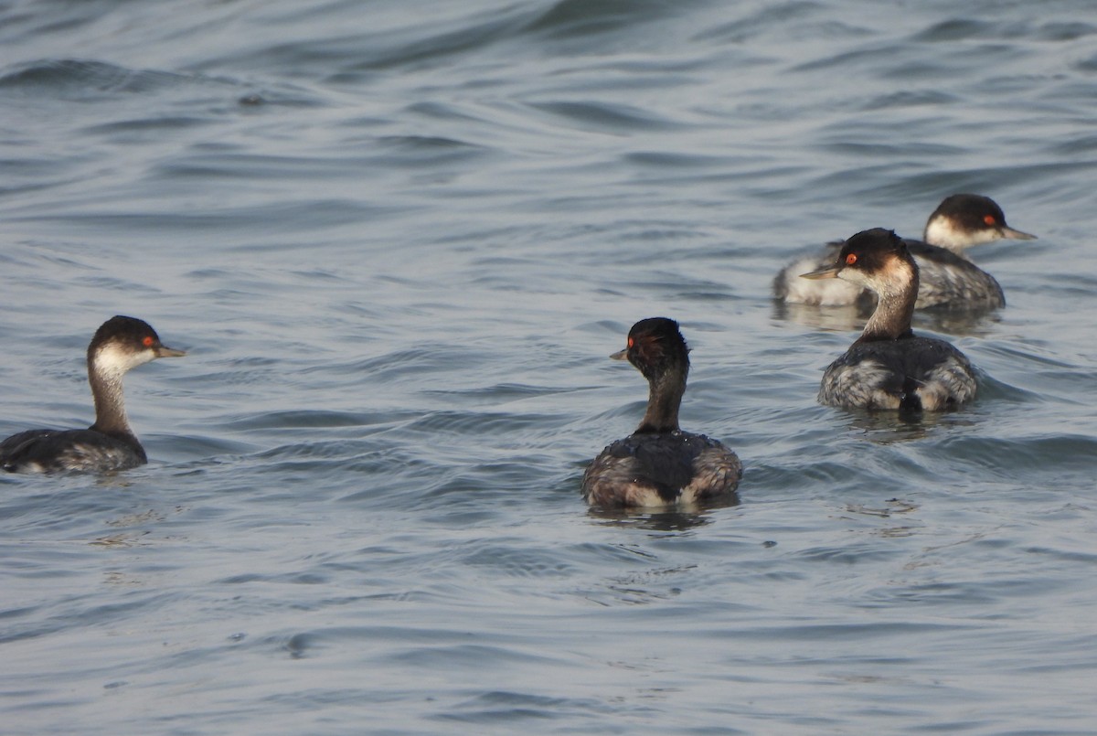 potápka černokrká - ML647550268