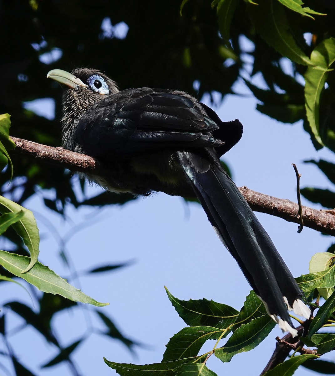 Blue-faced Malkoha - ML647550294