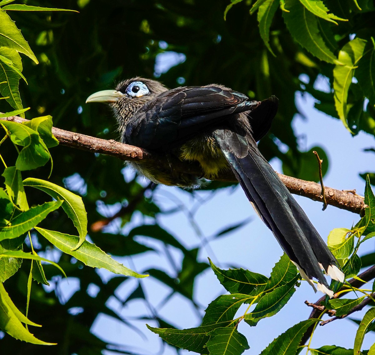 Blue-faced Malkoha - ML647550295