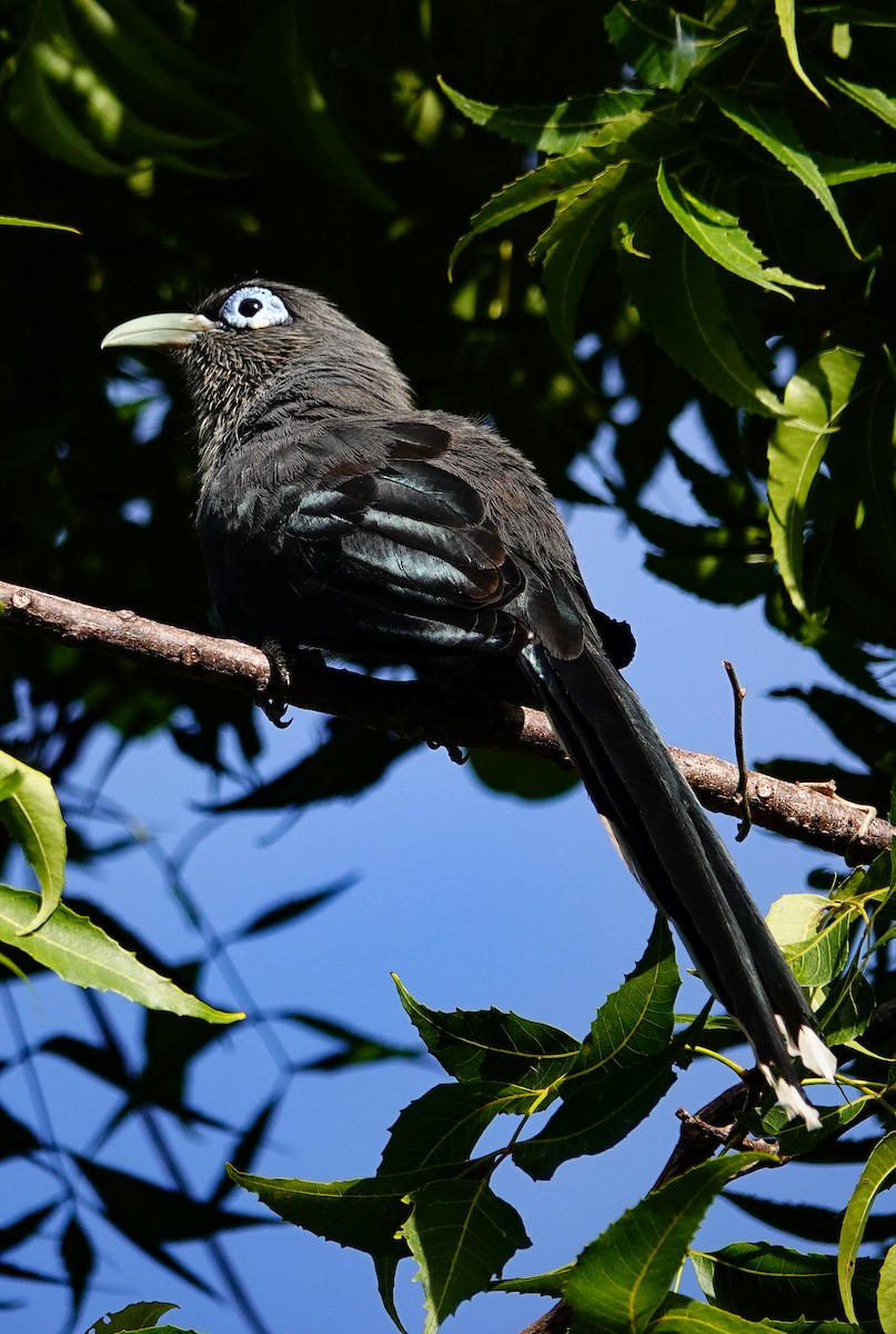 Blue-faced Malkoha - ML647550296