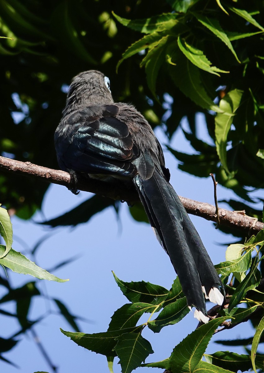 Blue-faced Malkoha - ML647550297