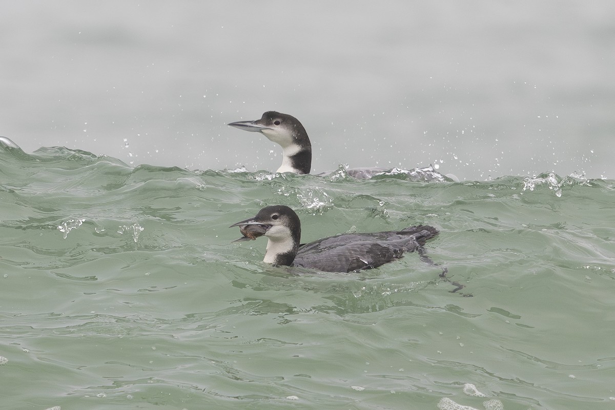 Buz Dalgıcı - ML647550319