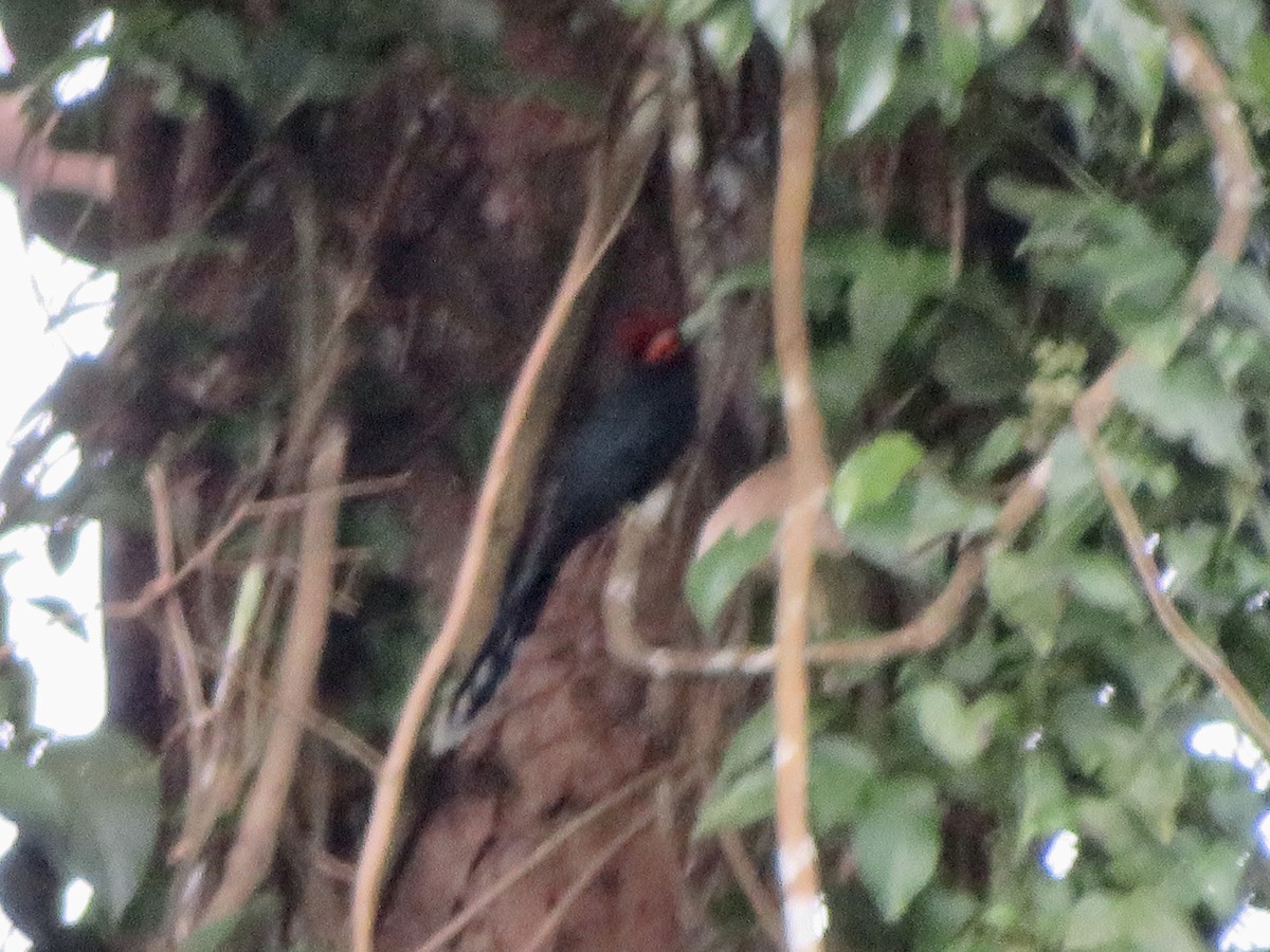 Red-crested Malkoha - ML647550333
