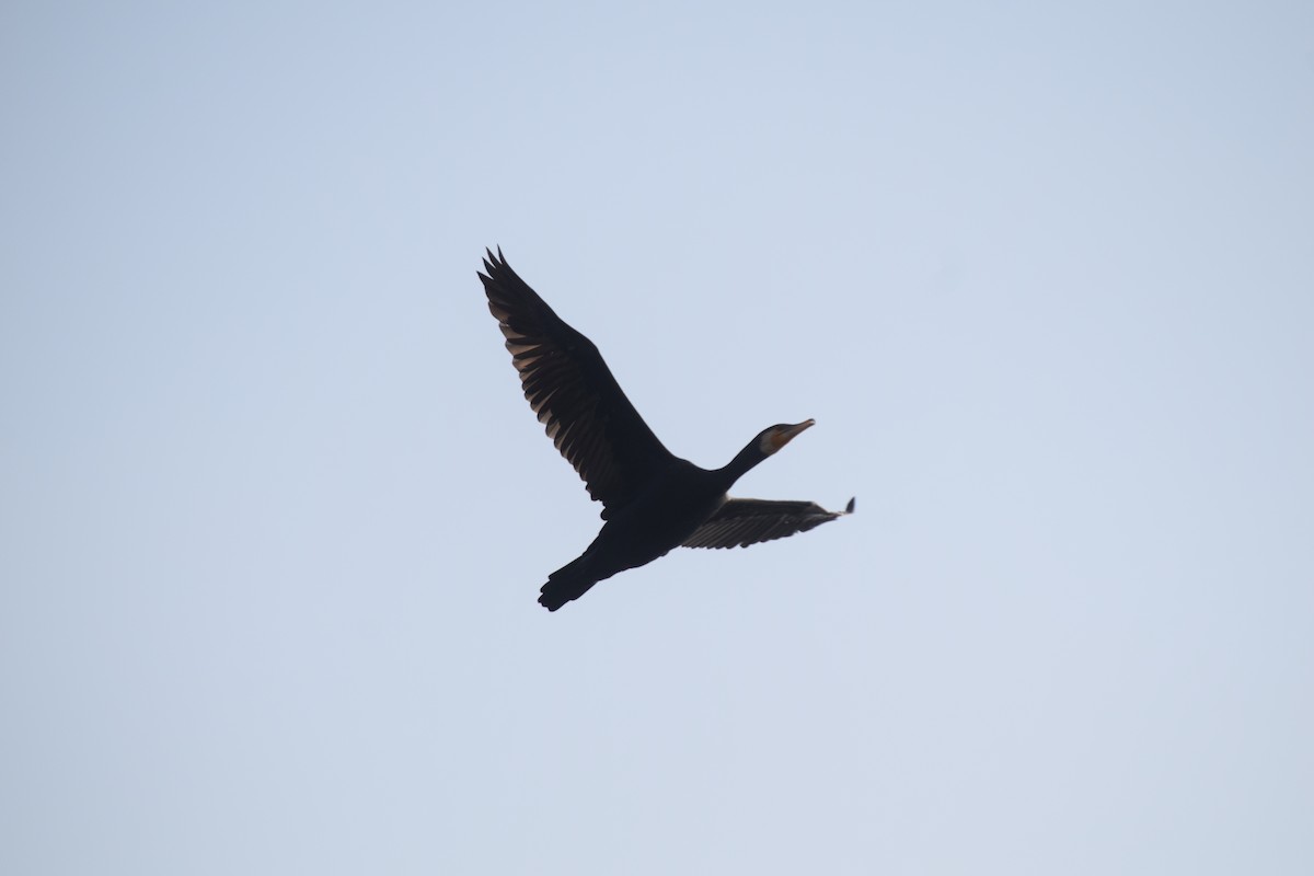 Great Cormorant - ML647550352