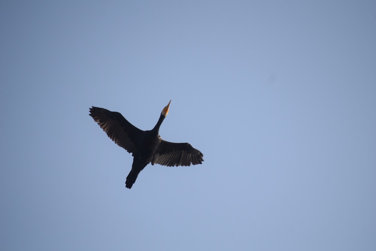 Great Cormorant - ML647550353