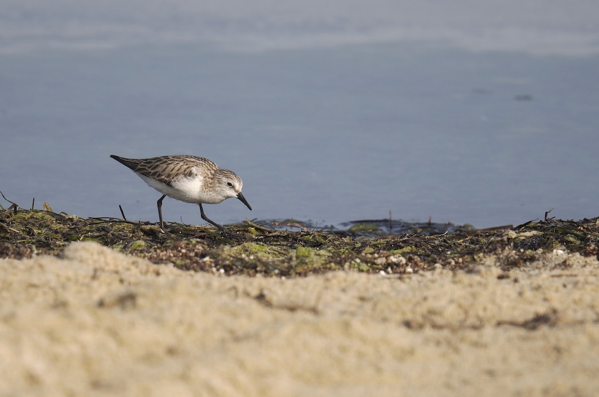 Küçük Kumkuşu - ML647550354