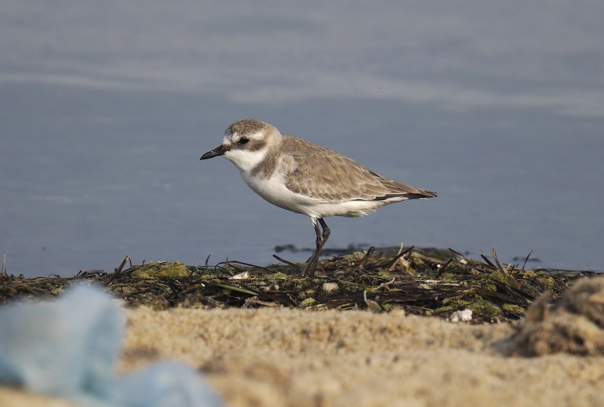 Tibetan Sand-Plover - ML647550368