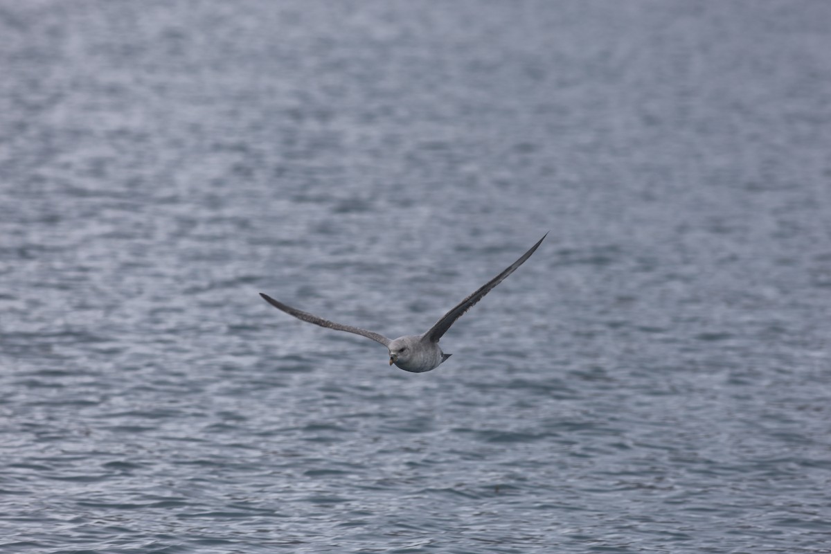 Northern Fulmar (Atlantic) - ML647550369