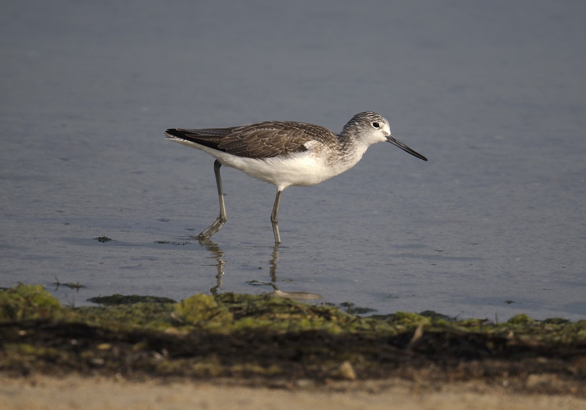 Common Greenshank - ML647550370