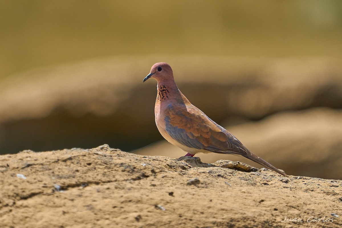 Laughing Dove - ML647550371