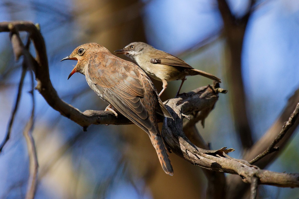 Fan-tailed Cuckoo - ML647550374