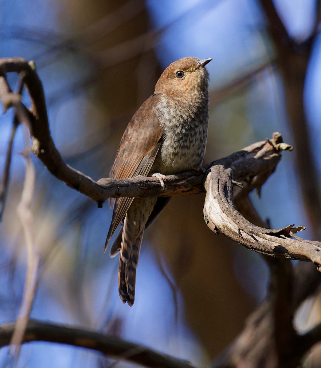 Fan-tailed Cuckoo - ML647550375