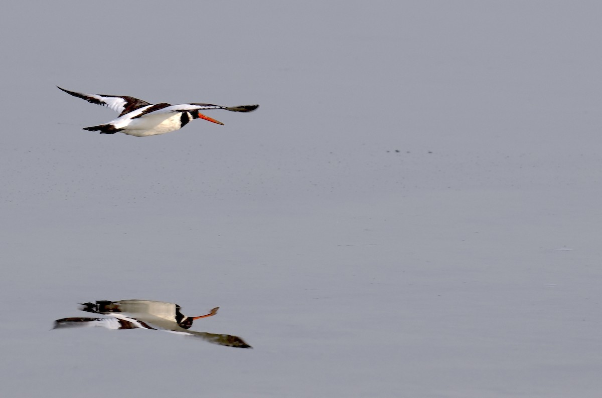 Eurasian Oystercatcher - ML647550376