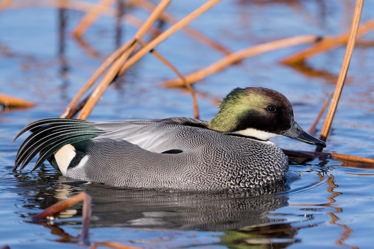 Falcated Duck - ML647550377
