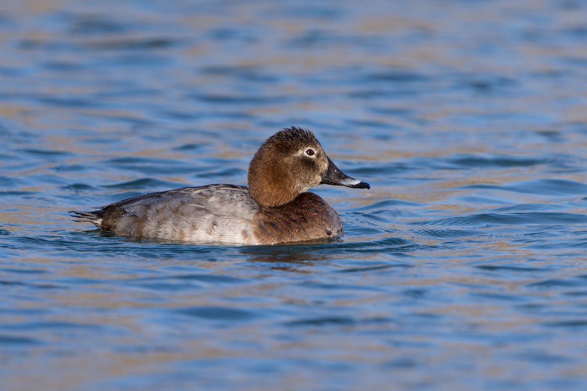 Common Pochard - ML647550378