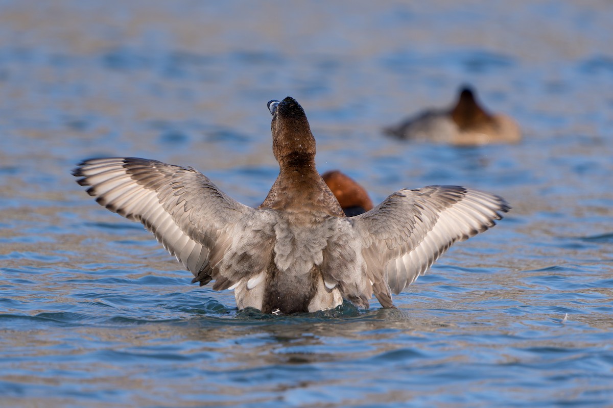Common Pochard - ML647550379