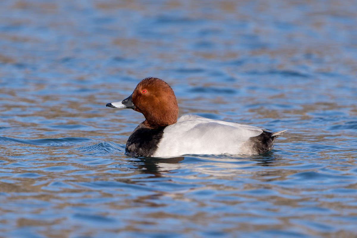 Common Pochard - ML647550380