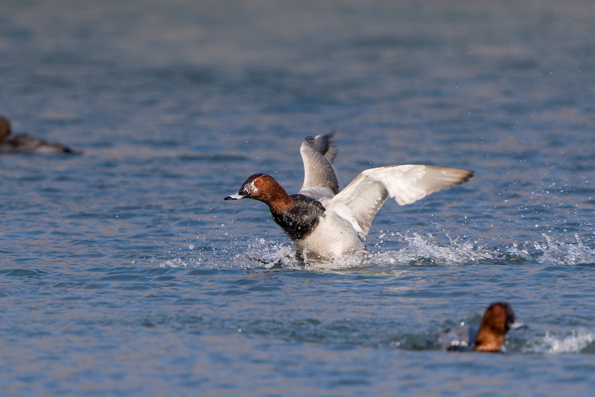 Common Pochard - ML647550381