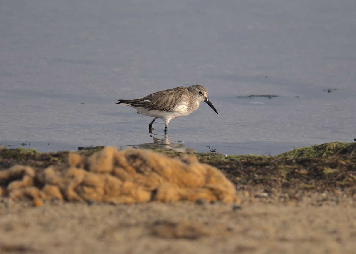 Dunlin - ML647550382