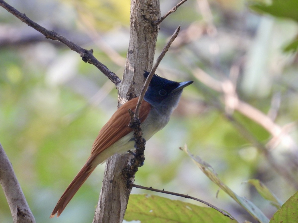 Indian Paradise-Flycatcher - ML647550383