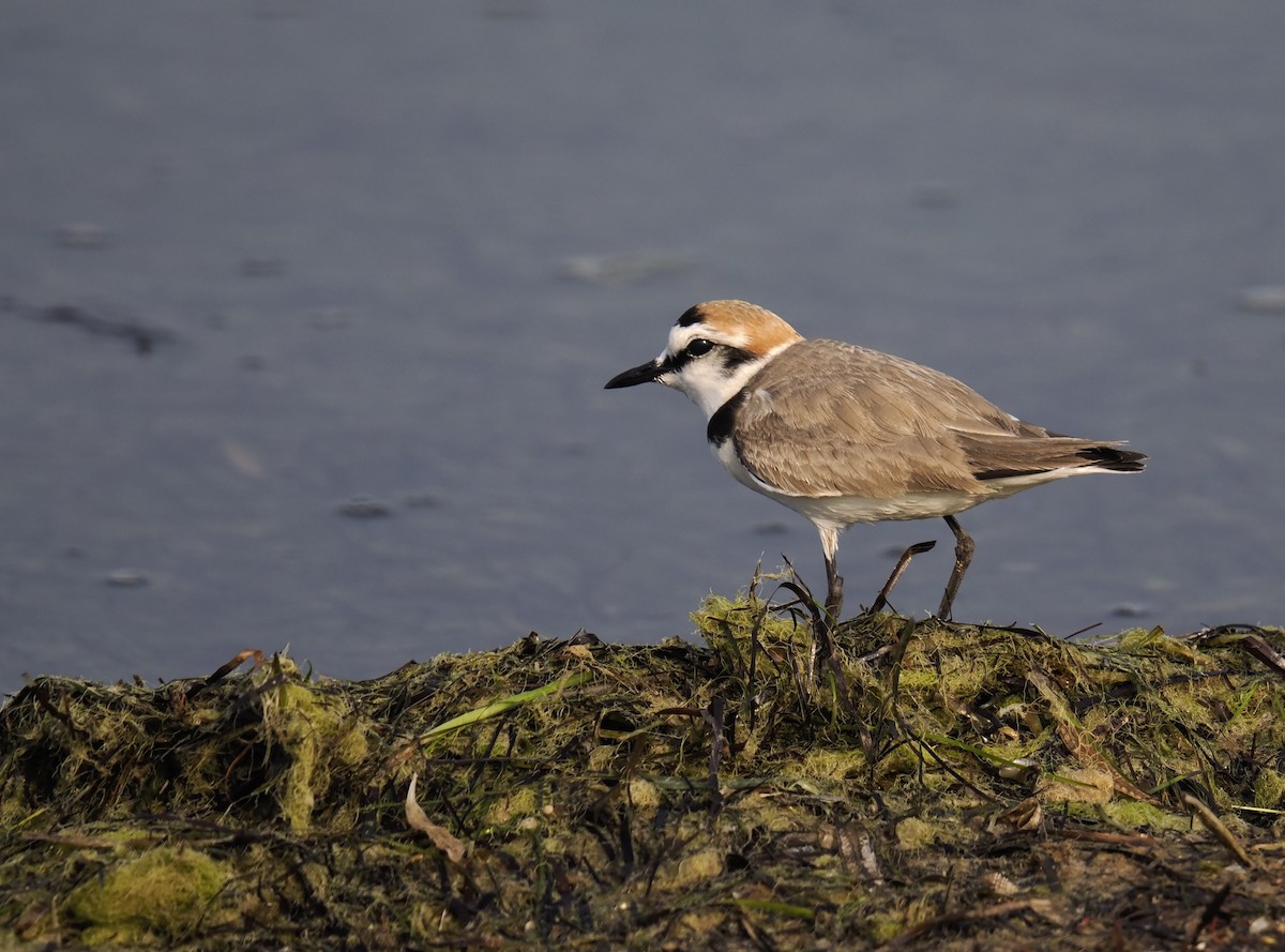 Kentish Plover - ML647550385