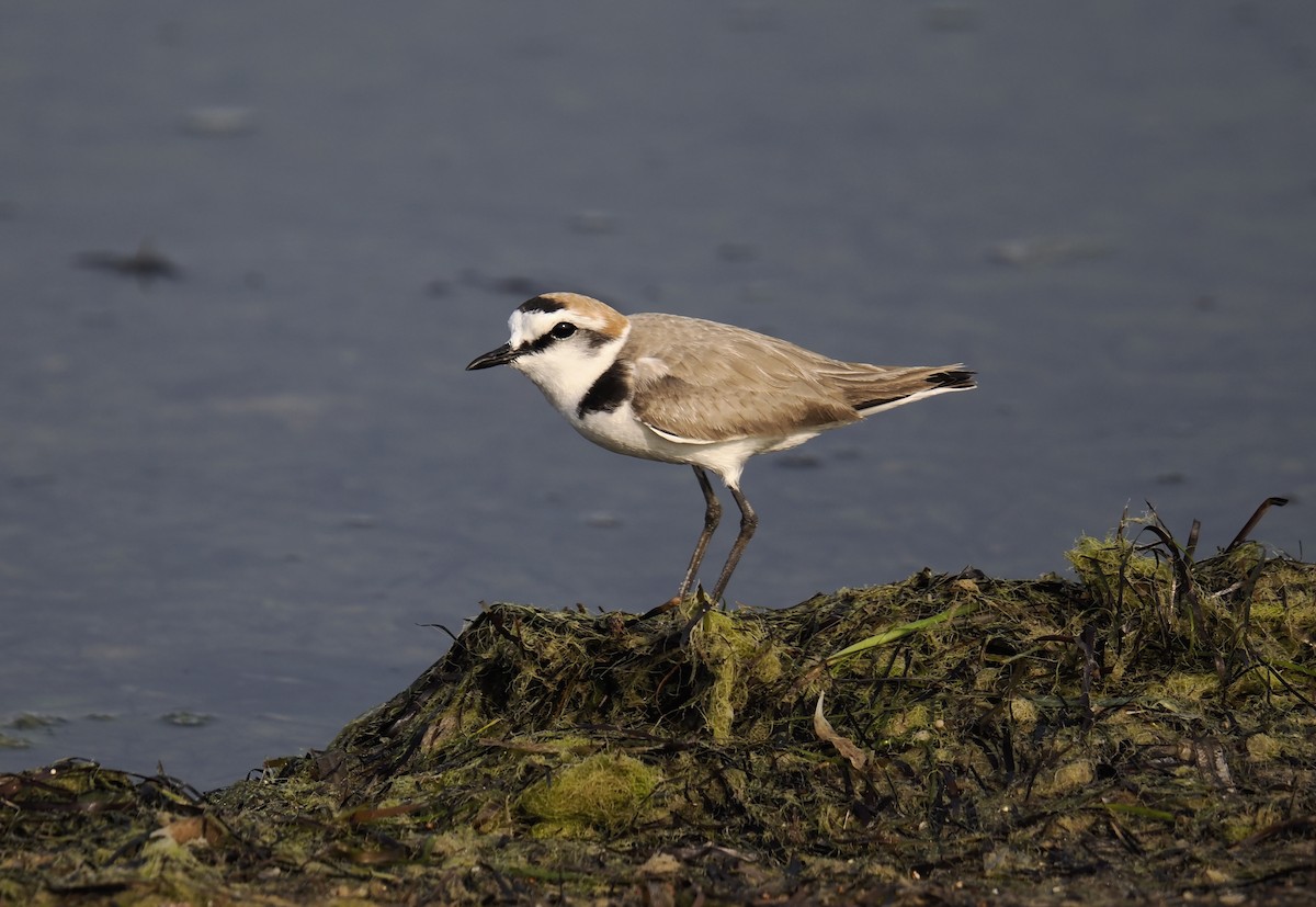Kentish Plover - ML647550387