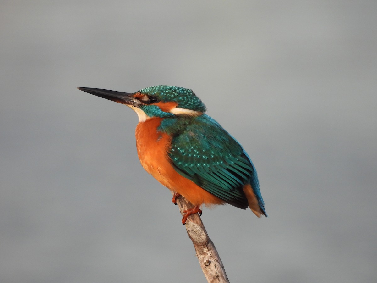 Common Kingfisher - ML647550389