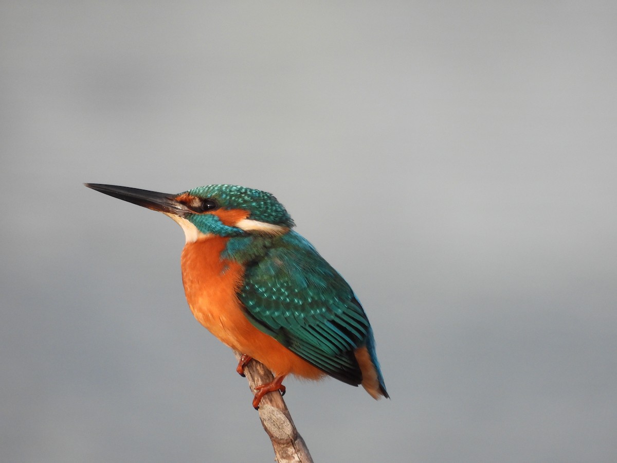 Common Kingfisher - ML647550390