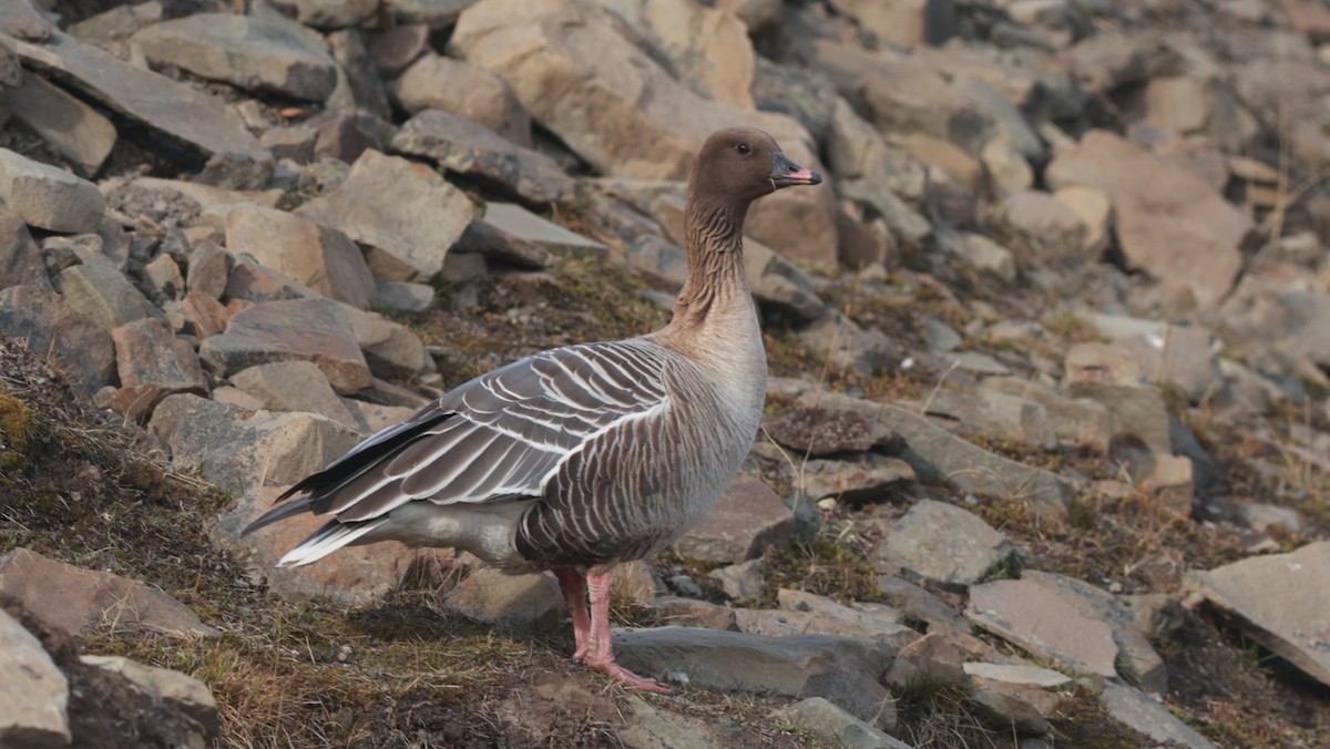 Pink-footed Goose - ML647550392