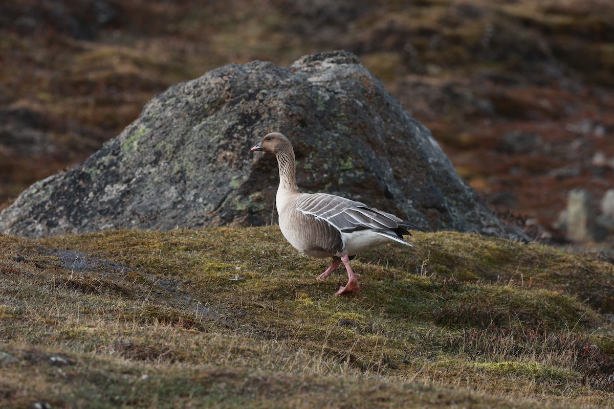 Pink-footed Goose - ML647550393