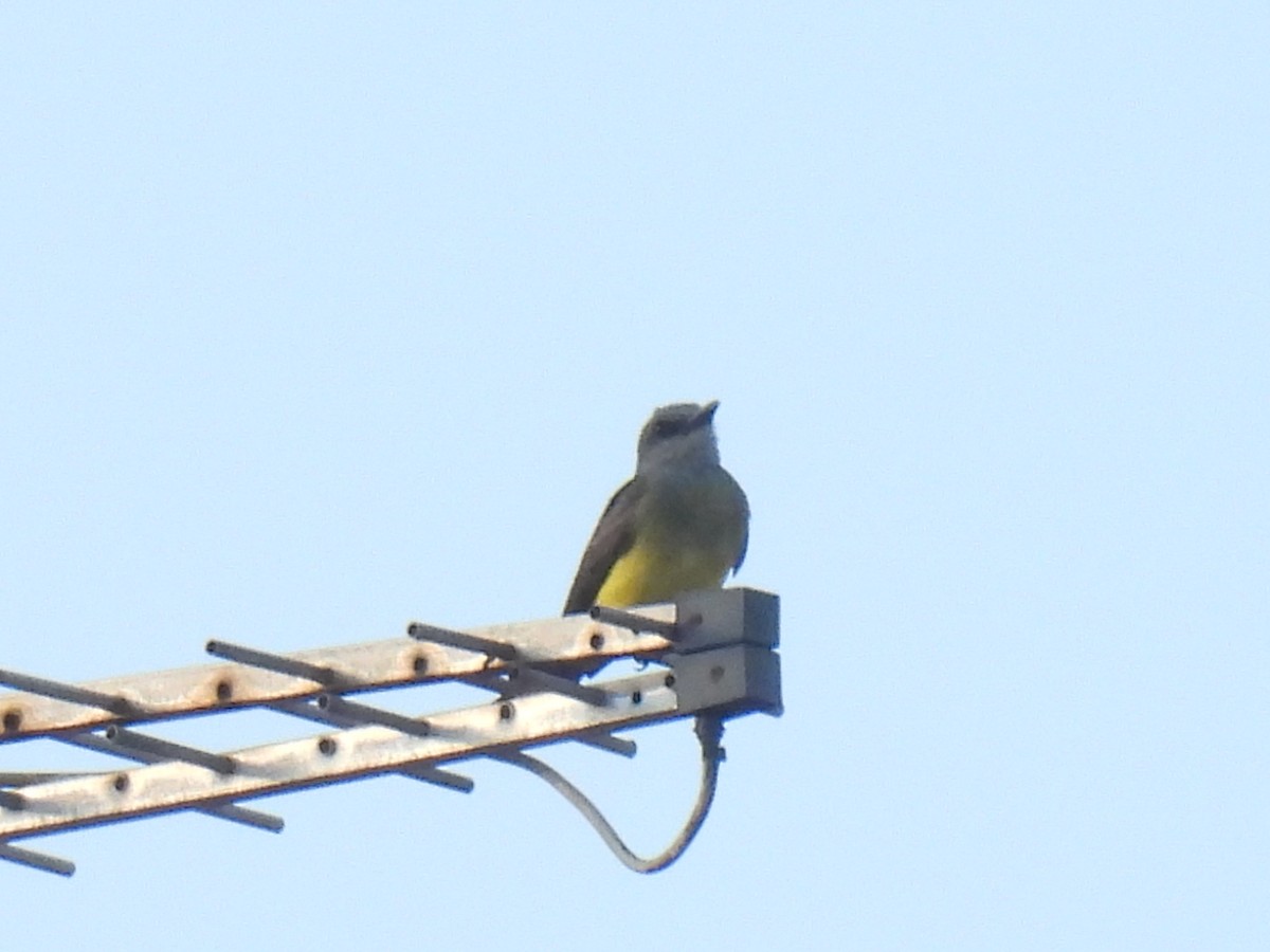 Tropical Kingbird - ML647550394