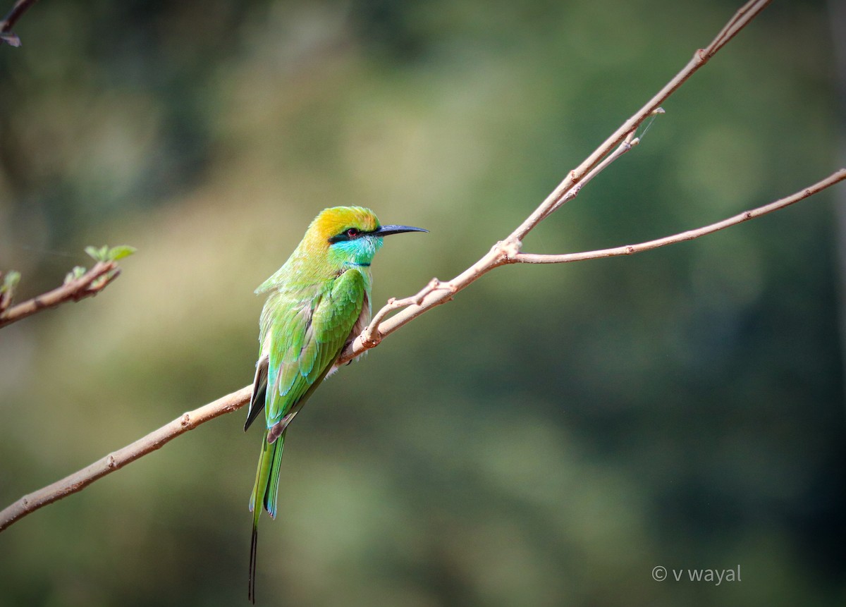 Asian Green Bee-eater - ML647550396