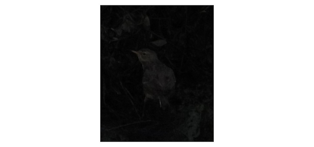 Rock Pipit - ML647550397