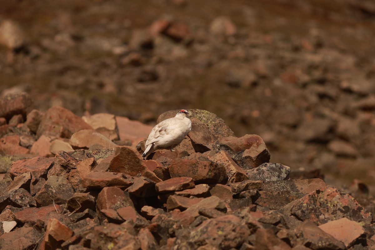 Rock Ptarmigan - ML647550398