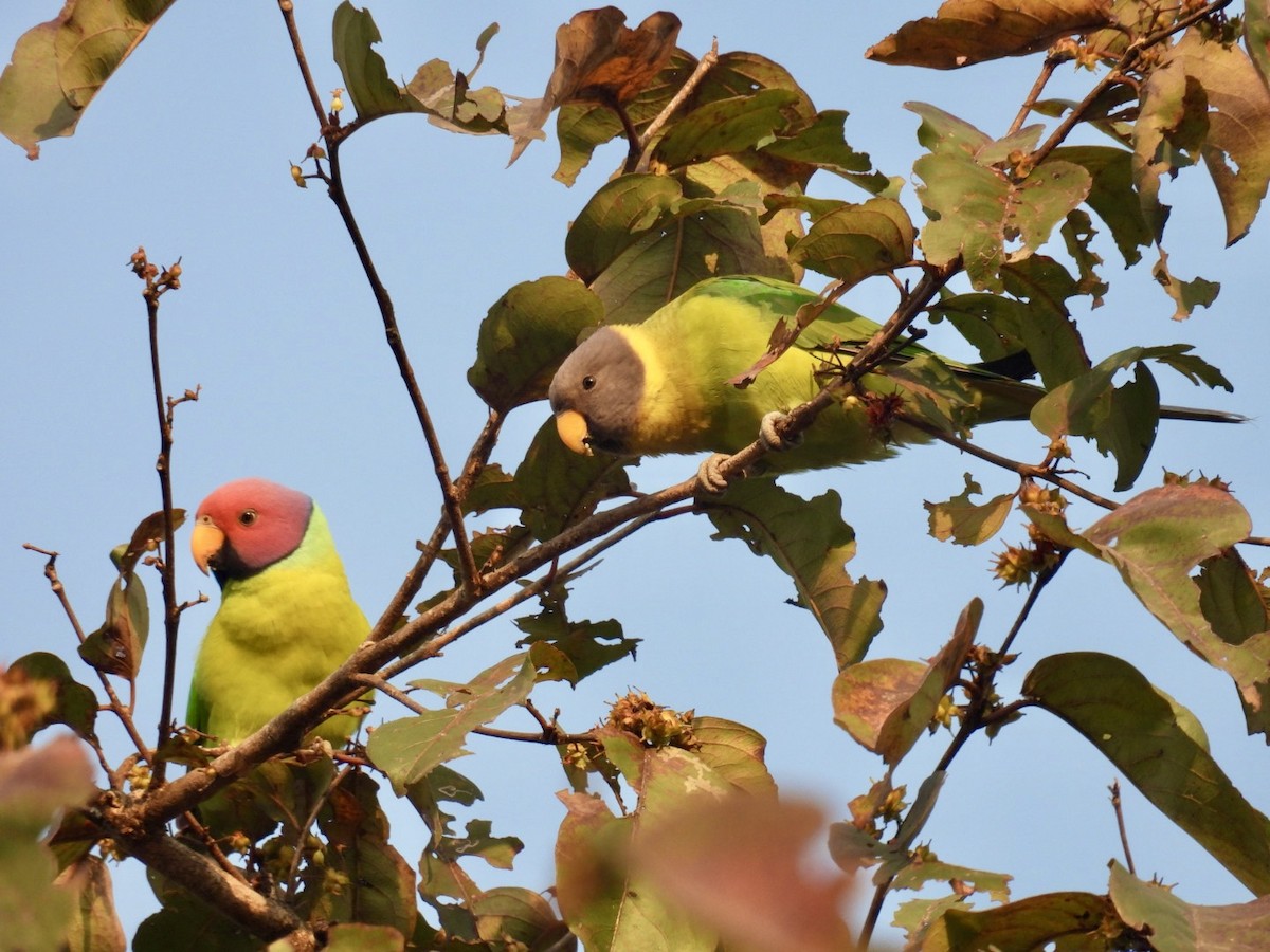 Plum-headed Parakeet - ML647550399