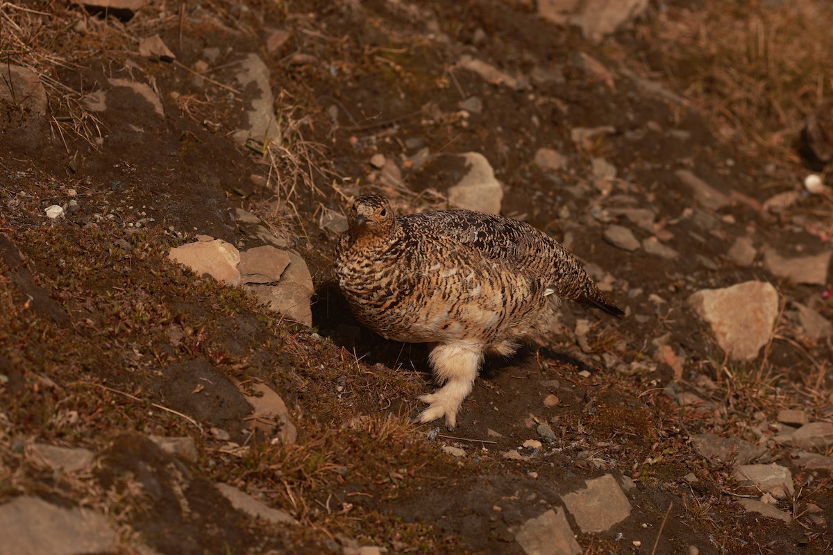 Rock Ptarmigan - ML647550400