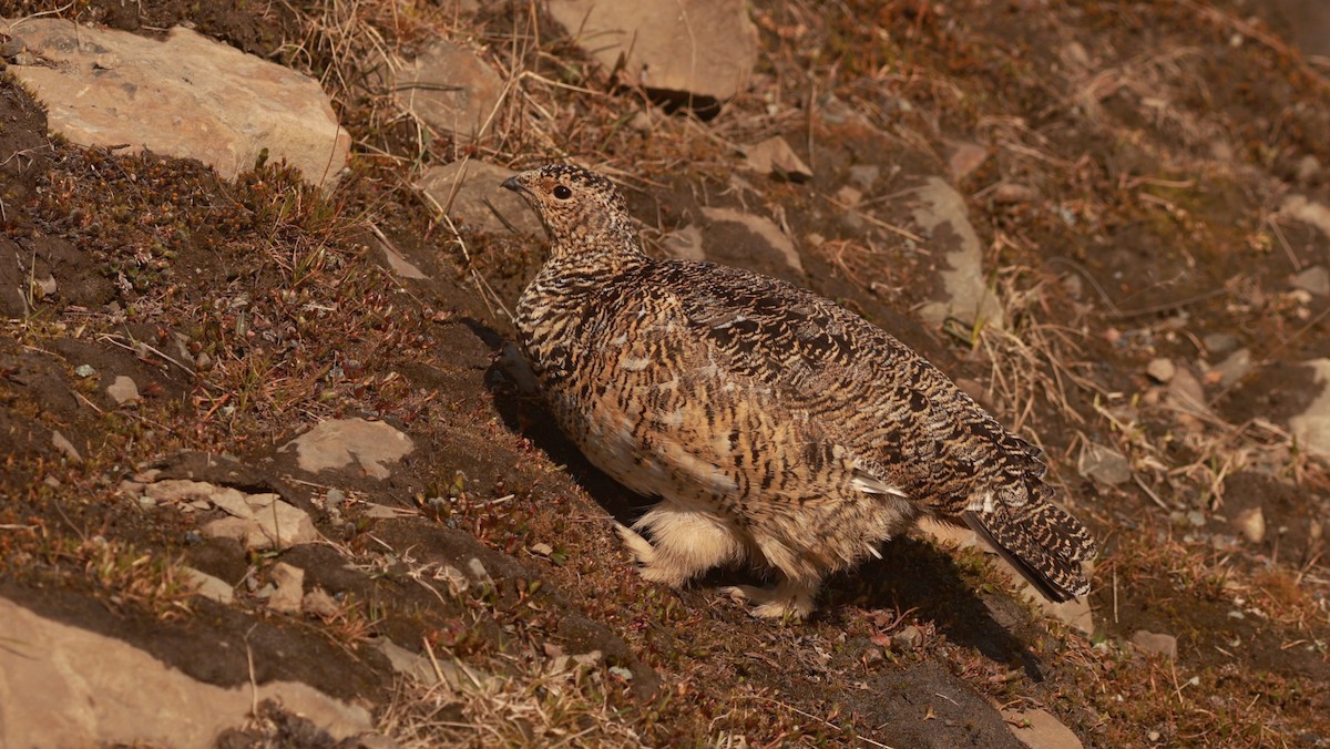 Rock Ptarmigan - ML647550401