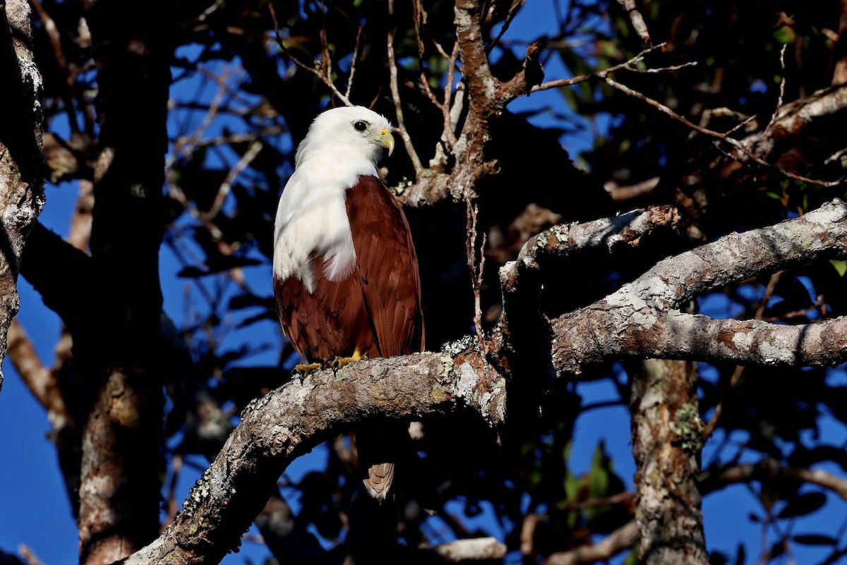 Brahminy Kite - ML647550404