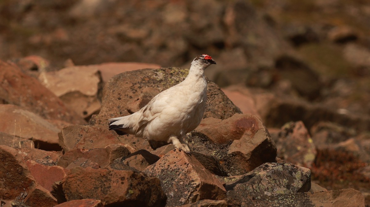 Rock Ptarmigan - ML647550405