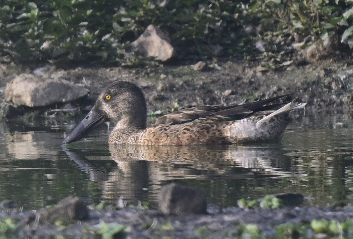 Cuchara Común - ML647550417