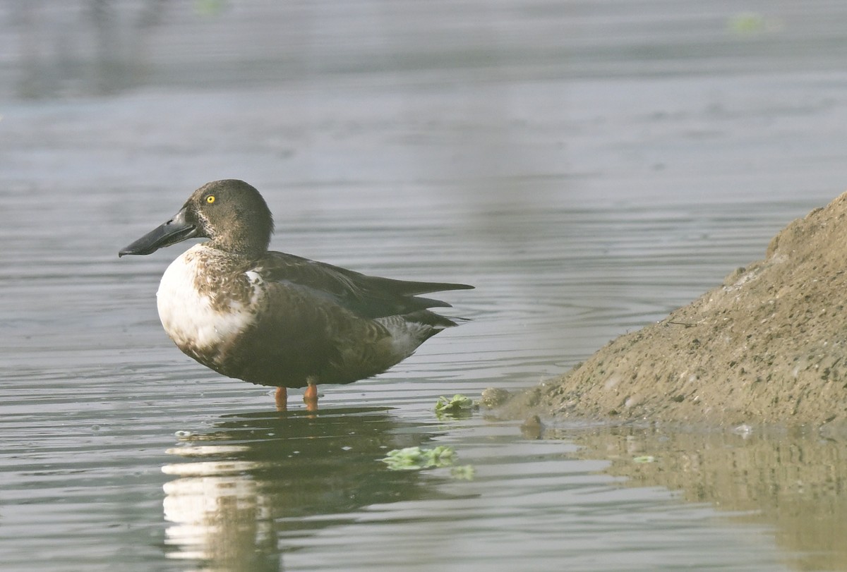 Cuchara Común - ML647550418