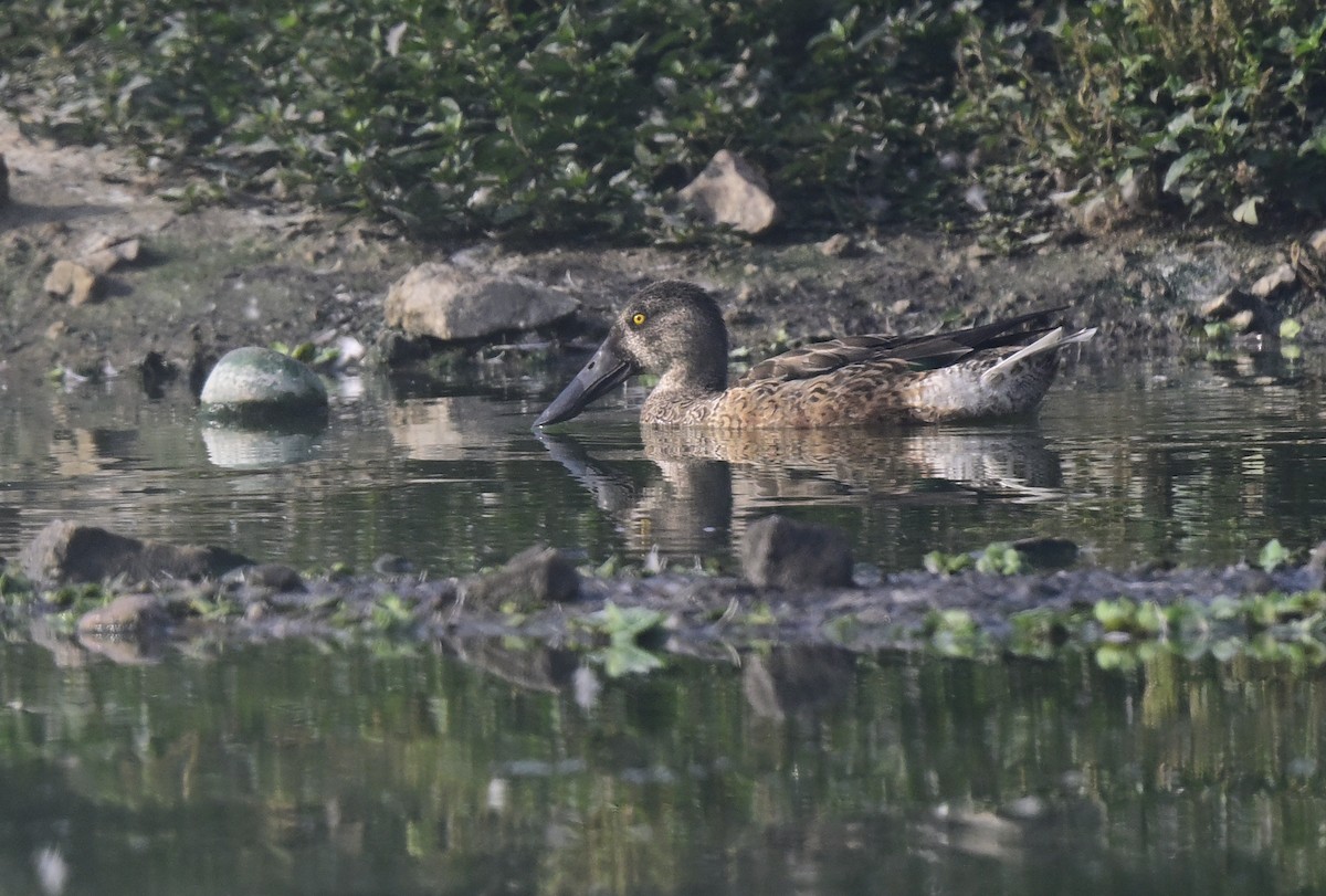 Cuchara Común - ML647550419