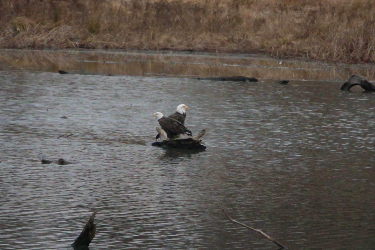 Bald Eagle - ML647550424