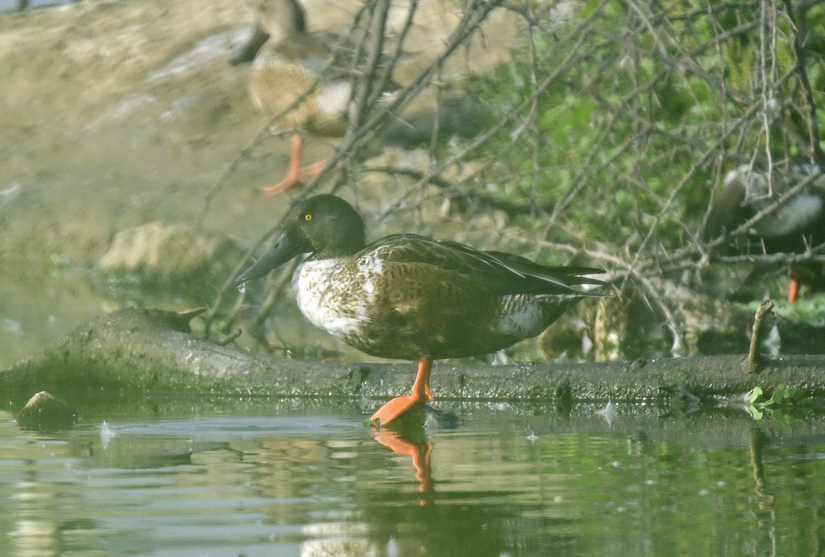 Cuchara Común - ML647550430