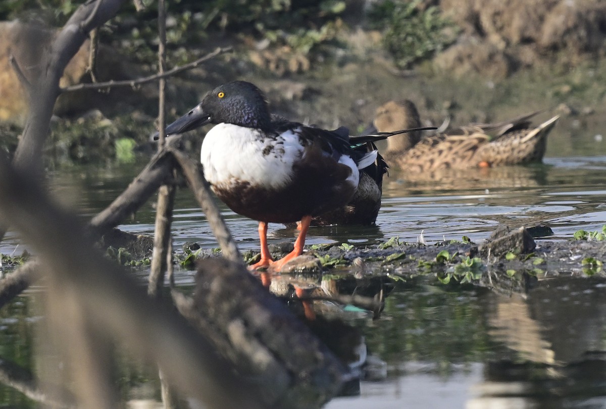 Cuchara Común - ML647550431