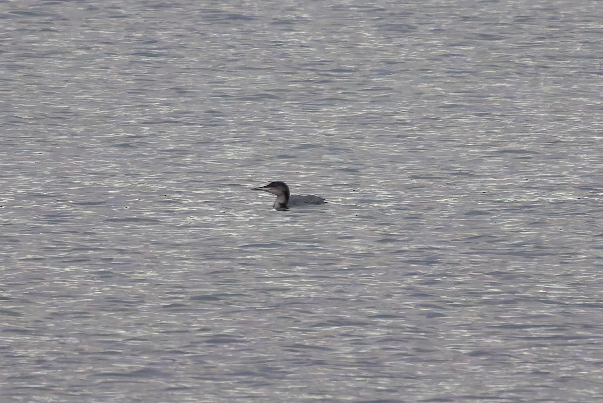 Buz Dalgıcı - ML647550442