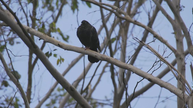 Голуб сизий (міський) - ML647550443